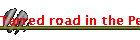 Tarred road in the Pemberton Karri Forest-Western Australia
