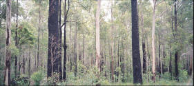 Pictures of the Karri Forest in Western Australia.