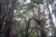Photos of trees in the karri forrest in Pemberton Western Australia.