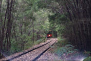 Train coming at you from the woods. Photo Pemberton tram.