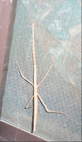 Praying mantis? Some kind of stick bug in Pemberton Western Australia.