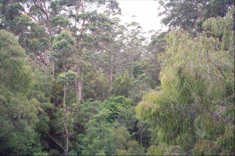 Photo of trees in the Pemberton Forest Western Australia.