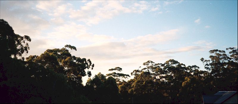 Photo of the tops of the karri trees in the Pemberton forest western australia.