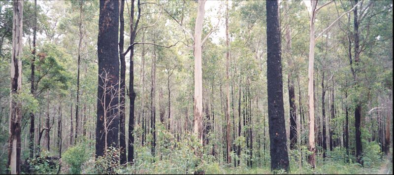 Karri trees in the Pemberton Forest - Western Australia.