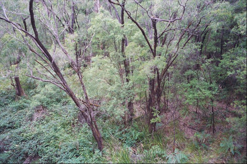 View of the Pemberton Karri Forest from the Train Tour.