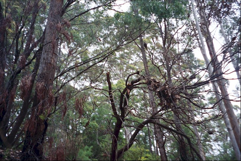 Photo of trees in the Pemberton Forest in western Australia.
