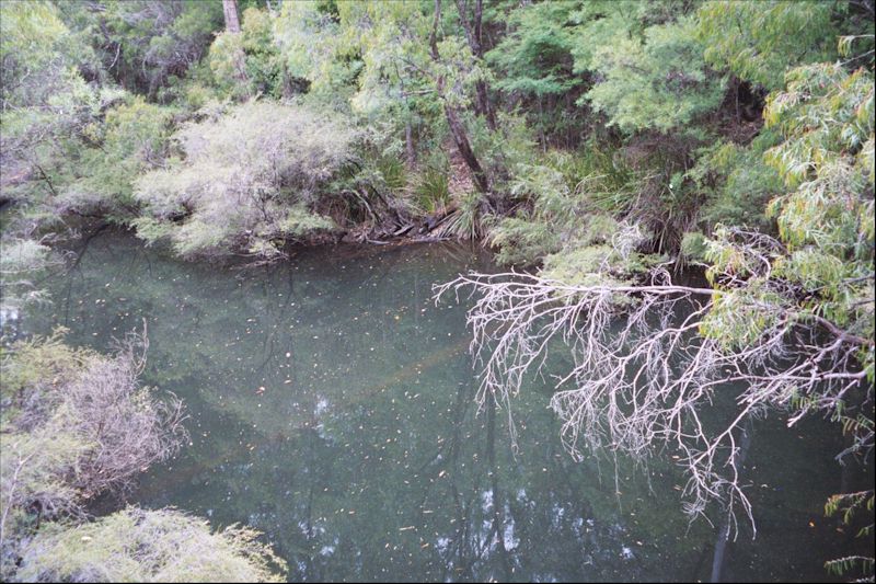 Scenic pictures of the brook in Pemberton Forest Western Australia.