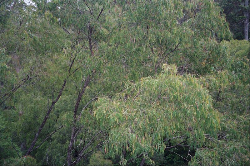 Pictures of trees and plants in Western Australia - Pemberton Perth Nannup Beedelup Manjimup