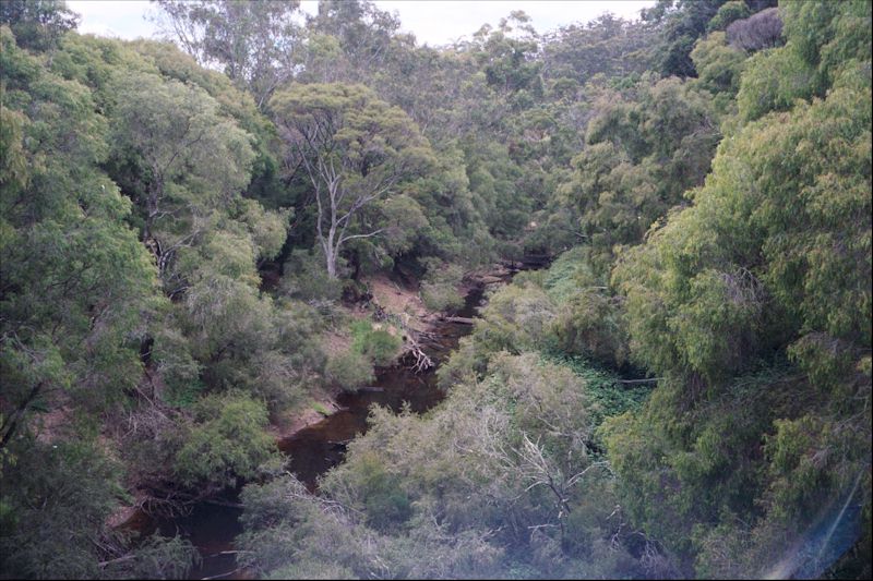 Photo of trees and brook in Western Australia.  Karri forest