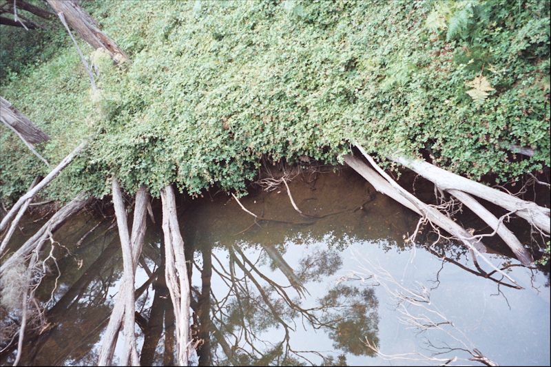 Forest photos of a brook in Western Australia.