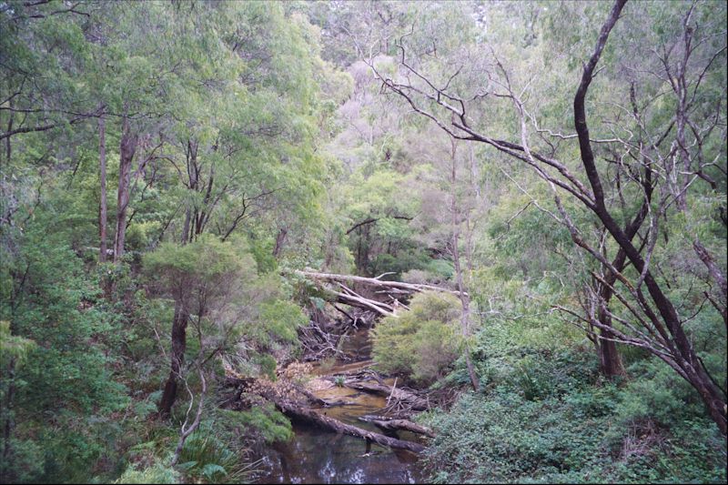 Photos from Western Australi Forest.  Karri trees brooks train tracks