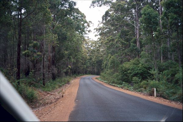 Road through the woods in Western Australia-Photos