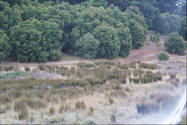 Photo of Emus  in Pemberton Forest, Western Australia.