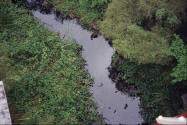 Scenic view of small brook in the Karri Forrest Western Australia.