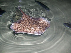 My brother, Ray, at The London Aquarium