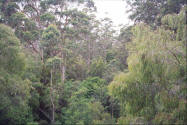 Picture of the Karri Forest in Pemberton Western Australia.