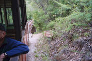 Pix of Lefroy Bridge on the Pemberton Tramway.