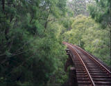 Picture of tram tracks disappearing in the woods.