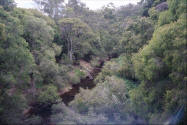 Scene of Brook in the forest in Western Australia - Karri trees.