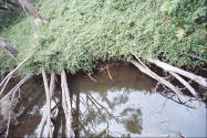 Lovely photo of the forest and brook in Pemberton Western Australia.