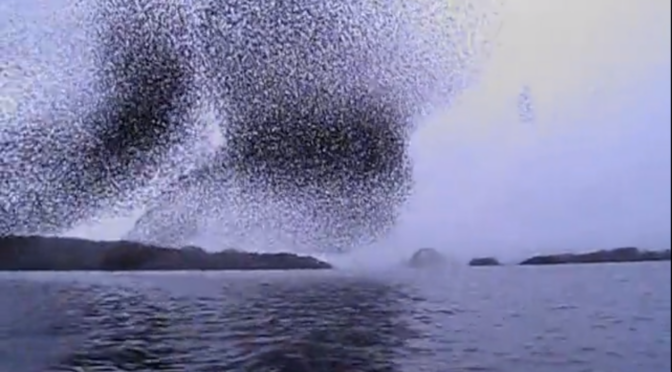 Millions of birds fly over a lake and change into many formations.
